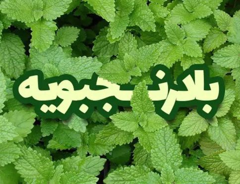 آشنایی با گیاه بادرنجبویه - تازه های تندرستی - نویسنده : مریم علی آبادی