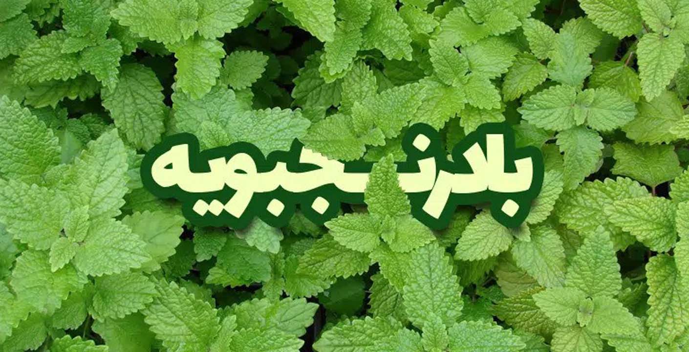 آشنایی با گیاه بادرنجبویه - تازه های تندرستی - نویسنده : مریم علی آبادی