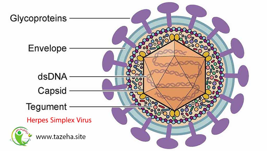 3. انسفالیت ضد گیرنده NMDA - دکتر سعید شاه بیگی نورولوژیست فلوشیپ فوق تخصصی ام اس و انسفالیت های التهابی از کانادا